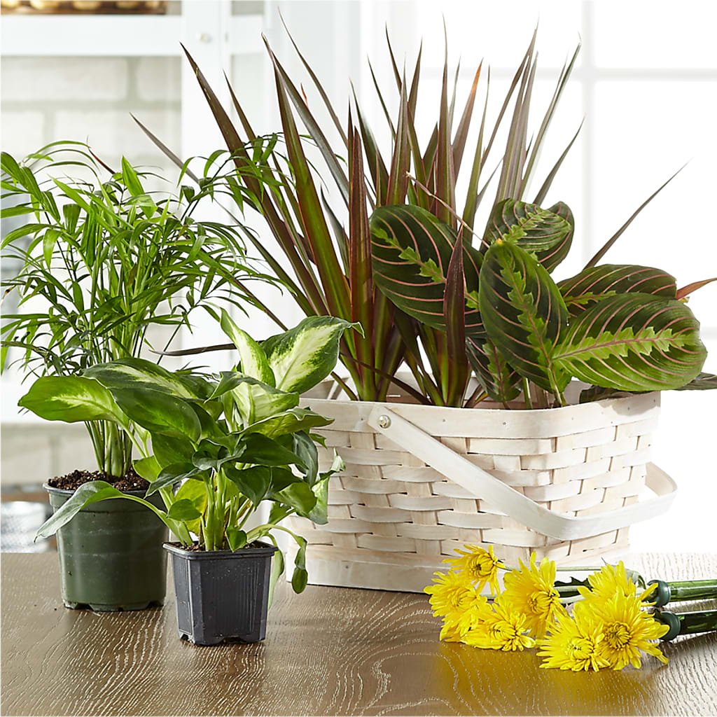 Florist Designed Blooming and Green Plants in a Basket – BEBE'S FLOWER SHOP, Los Angeles CA