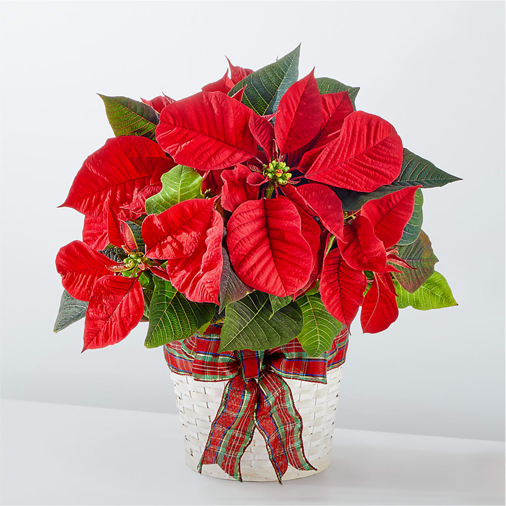Happiest Holidays Poinsettia – BEBE'S FLOWER SHOP, Los Angeles CA