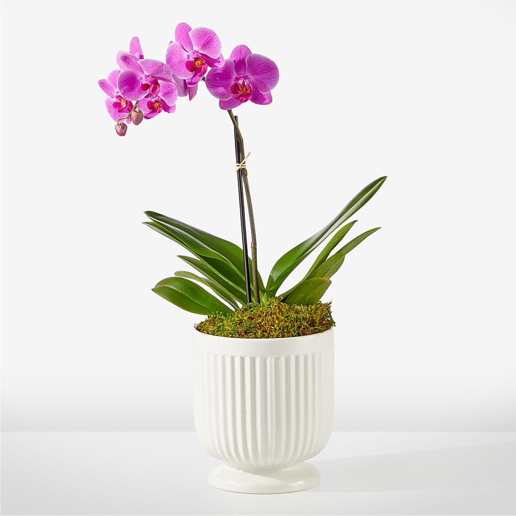Friendly Fuchsia Orchid – BEBE'S FLOWER SHOP, Los Angeles CA