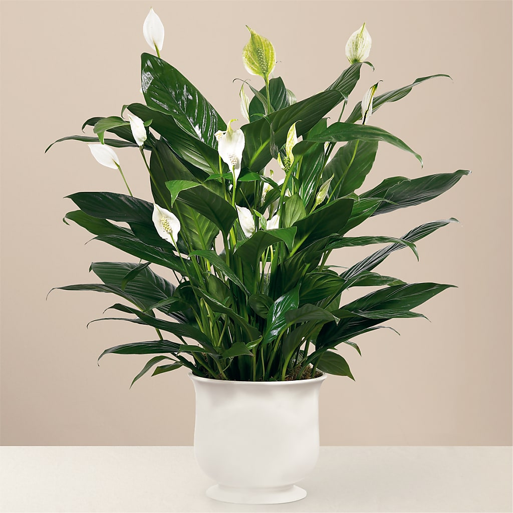 Comfort Planter – BEBE'S FLOWER SHOP, Los Angeles CA