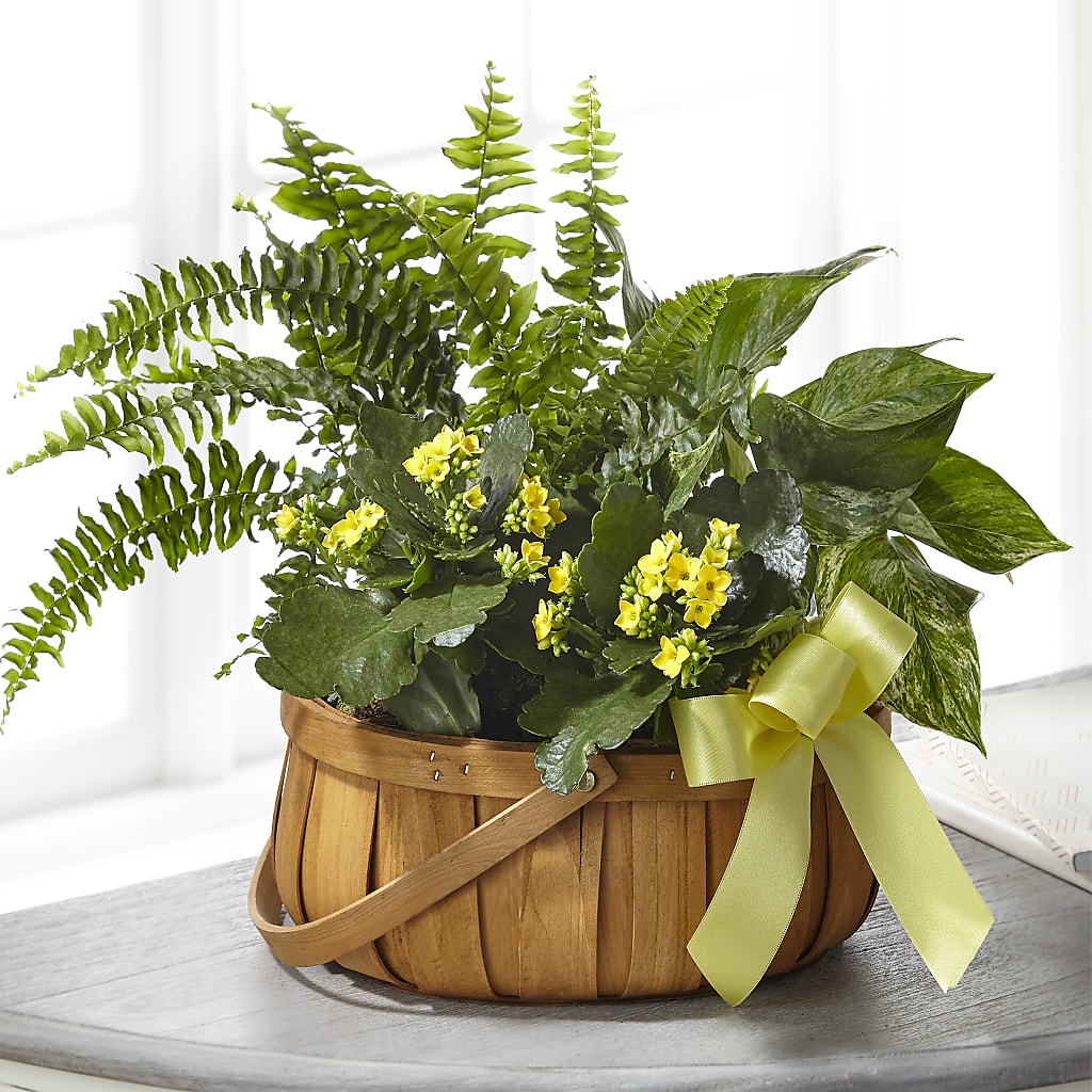 Always Dear Dishgarden – BEBE'S FLOWER SHOP, Los Angeles CA