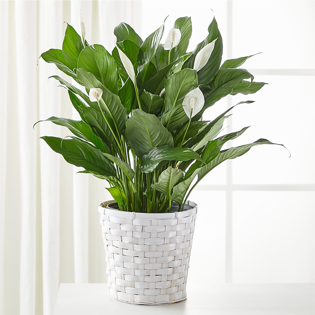 A New Leaf Peace Lily – BEBE'S FLOWER SHOP, Los Angeles CA