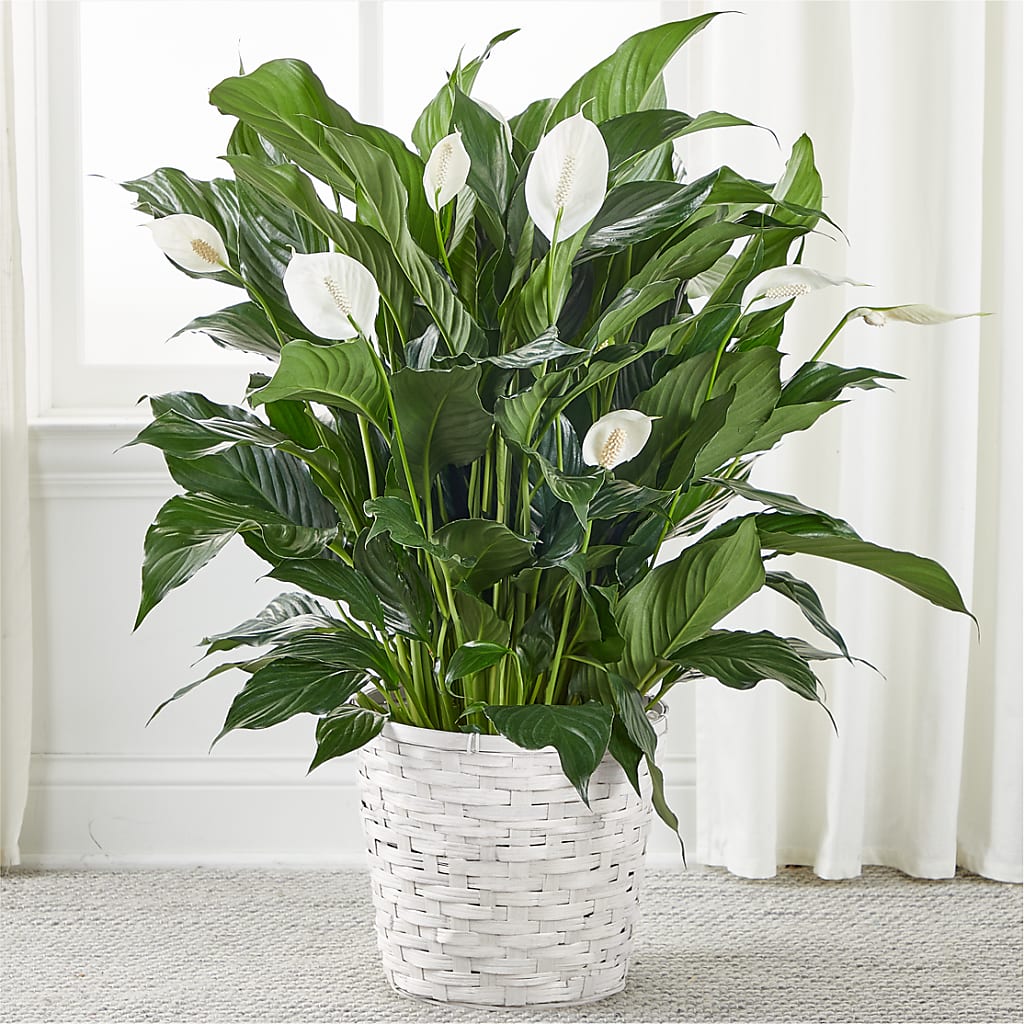 A New Leaf Peace Lily – BEBE'S FLOWER SHOP, Los Angeles CA