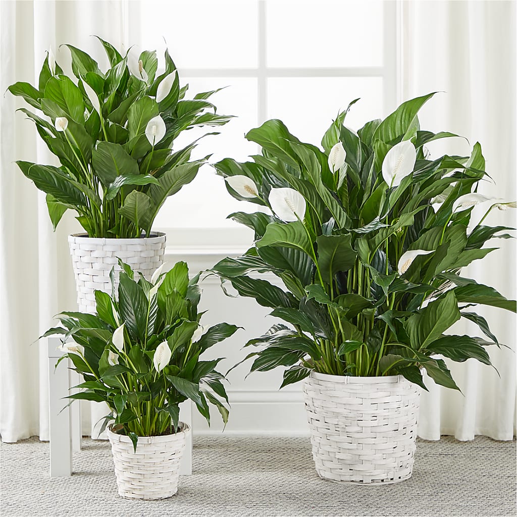 A New Leaf Peace Lily – BEBE'S FLOWER SHOP, Los Angeles CA