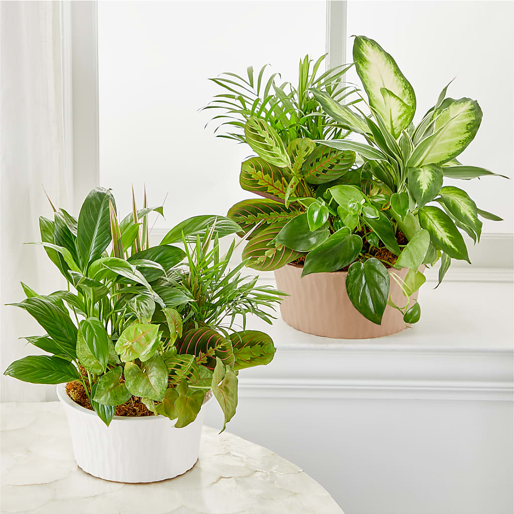Balance & Harmony Dishgarden – BEBE'S FLOWER SHOP, Los Angeles CA