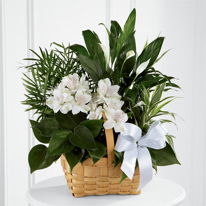 Peace & Serenity Dishgarden – BEBE'S FLOWER SHOP, Los Angeles CA