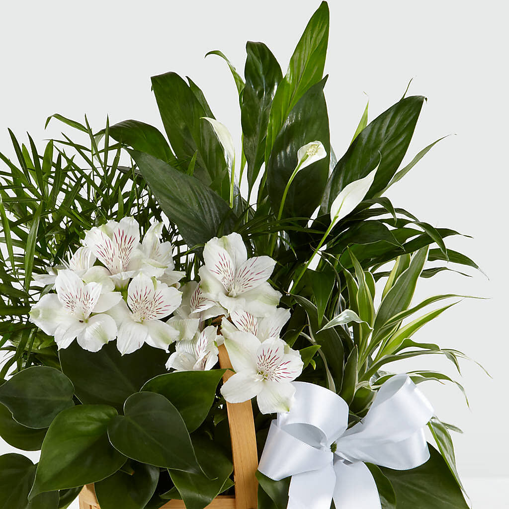 Peace & Serenity Dishgarden – BEBE'S FLOWER SHOP, Los Angeles CA