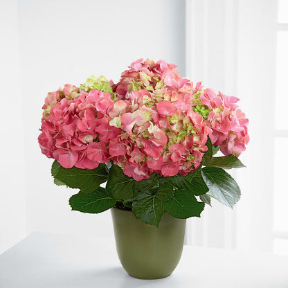 Pink Hydrangea Planter – BEBE'S FLOWER SHOP, Los Angeles CA