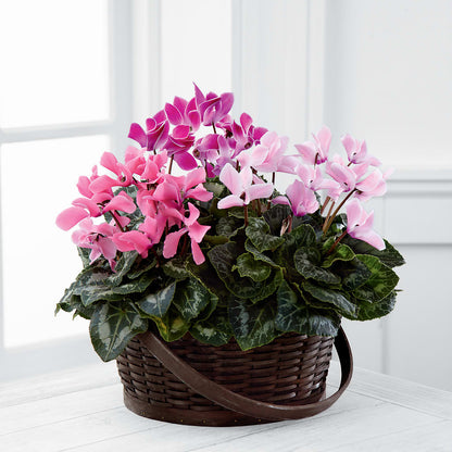 Mixed Cyclamen Planter – BEBE'S FLOWER SHOP, Los Angeles CA