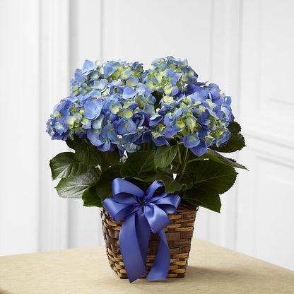 Blue Hydrangea Planter – BEBE'S FLOWER SHOP, Los Angeles CA
