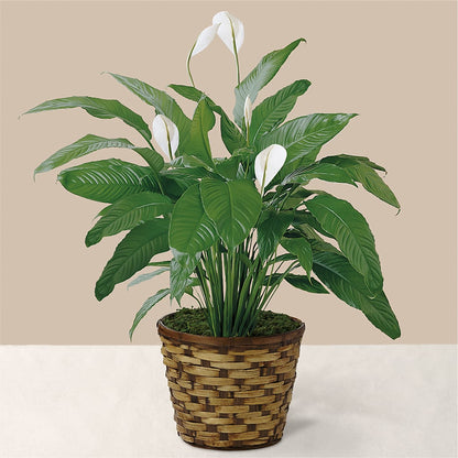 Tranquil Moments Peace Lily Plant – BEBE'S FLOWER SHOP, Los Angeles CA