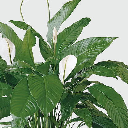 Tranquil Moments Peace Lily Plant – BEBE'S FLOWER SHOP, Los Angeles CA