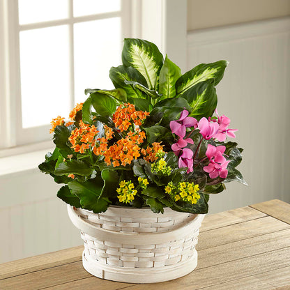 Color Crush Dishgarden – BEBE'S FLOWER SHOP, Los Angeles CA