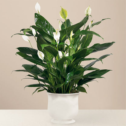 Comfort Planter – BEBE'S FLOWER SHOP, Los Angeles CA