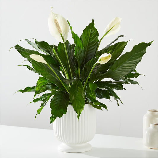 Comfort Planter – BEBE'S FLOWER SHOP, Los Angeles CA