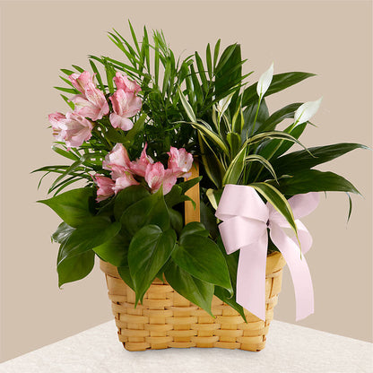 Living Spirit Dishgarden – BEBE'S FLOWER SHOP, Los Angeles CA