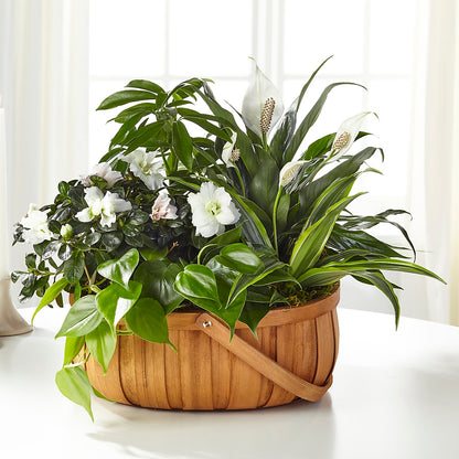 Serene Dishgarden – BEBE'S FLOWER SHOP, Los Angeles CA