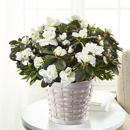 White Azalea Plant – BEBE'S FLOWER SHOP, Los Angeles CA