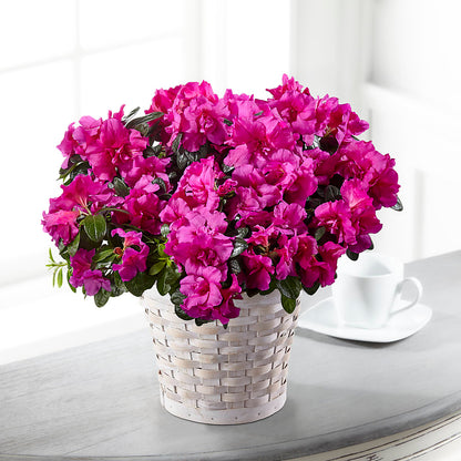 Hope & Serenity Azalea Plant – BEBE'S FLOWER SHOP, Los Angeles CA