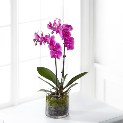 Pink Orchid Plant – BEBE'S FLOWER SHOP, Los Angeles CA