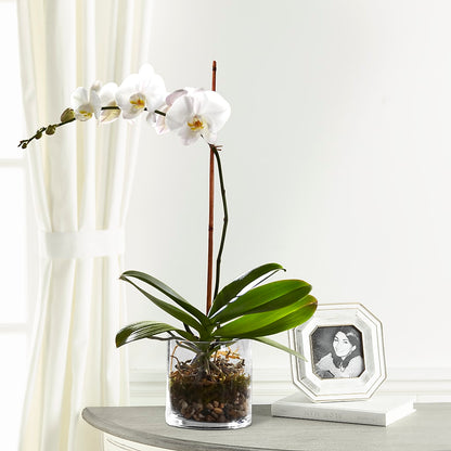White Orchid Planter – BEBE'S FLOWER SHOP, Los Angeles CA