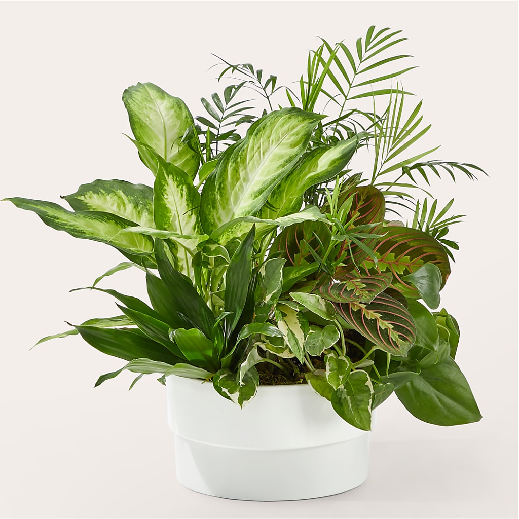 Plantes de condoléances